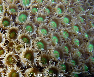 Fluorescent green polyps by Lisa Hinderlider 
